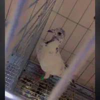 کبوتر فری سوسکی|پرنده|بیرجند, |دیوار