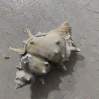 صدف|ماهی|جهرم, |دیوار