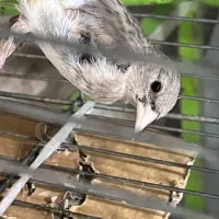 سهره معاوضه|پرنده|کرمان, |دیوار