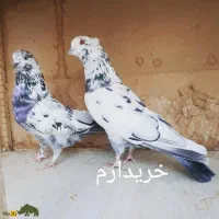 کبوتر سوسکی بالارو|پرنده|سیب و سوران, |دیوار