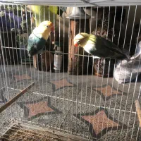 طوطی برزیلی پاربلو|پرنده|ساری, |دیوار