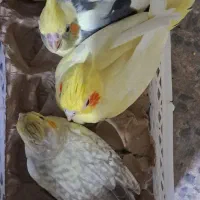 طوطی عروس سرلاکی|پرنده|بابل, |دیوار