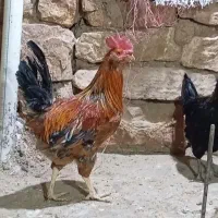 مرغ کوردی تخم گذار