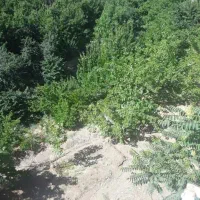 باغچه وردیج ازگیلک ۴۵۰ متر|فروش زمین و ملک کلنگی|کن, |دیوار