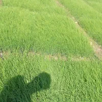 فروش پیاز در منطقه سرگز احمدی