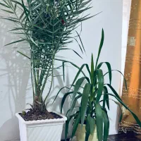 گل های آپارتمانی|گل و گیاه طبیعی|اسفراین, |دیوار