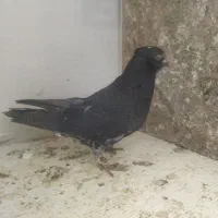 کفتر|پرنده|خمین, |دیوار