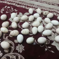 تعدادی  تخمه بوغلمو  موجود است