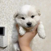 واگذاری سگ ماده پامر اشپیتز|سگ|یزد, |دیوار