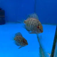 اورا مثلثی ۸سانت