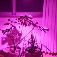 پروژکتور(لامپ)مخصوص رشدگیاه فول اسپکتروم مولتی چیپ|لامپ و چراغ|رودسر, |دیوار