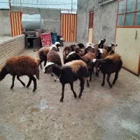 بره ماده افشاری