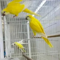 جفت مولد راهب لوتینو