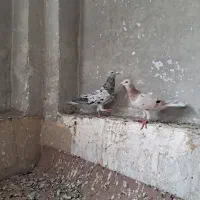 هفرنگ خطی|پرنده|تهران, جوادیه|دیوار