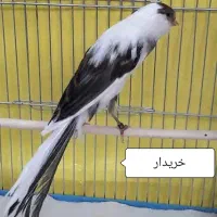 قناری|پرنده|بروجن, |دیوار