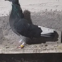 کبوتر تهرانی