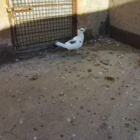 کفتر پرشی|پرنده|نیشابور, مازول|دیوار