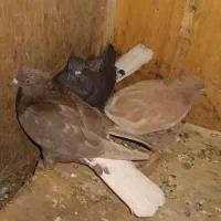 کفتر طوقی دم سفید بلژیکی.بادکنکی شازده. سرخ آبادان|پرنده|باقرشهر, |دیوار