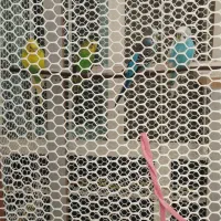 چهار عدد مرغ عشق