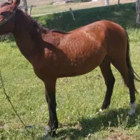 اسب نریان 14 ماهه