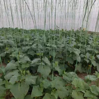 کارگر افغانی دائم کریم آبادعلیا