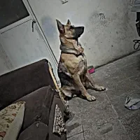 سگ ژرمن شپرد ماده حرف گوش کن