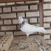 کبوتر|پرنده|لالی, |دیوار