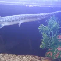 ماهی الیگیتور خوش پترن|ماهی|بناب, |دیوار