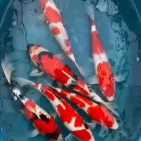 کوی دویتسو و اصیل|ماهی|تهران, دریاچه شهدای خلیج فارس|دیوار