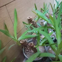 گل یوکا|گل و گیاه طبیعی|شادگان, |دیوار