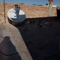 کبوتر پرشی مسافتی