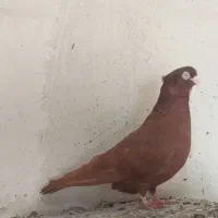کبوتر صرب|پرنده|ملکان, |دیوار