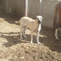 ماده سرابی سراب خالص