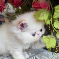 گربه پرشین سوپرفلت|گربه|کرمانشاه, |دیوار