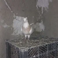 کبوتر طوقی|پرنده|دلبران, |دیوار