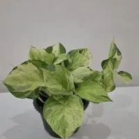 فروش گیاه پتوس