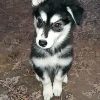 فروش توله سگ با اصل و نسب|سگ|شاهرود, |دیوار