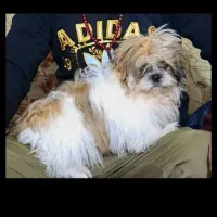 شیتزو سوپر فلت