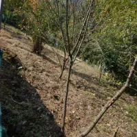 فروش زمین به مساحت ۳۵۰ متر