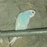 مرغ عشق بالغ|پرنده|ایرانشهر, |دیوار