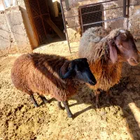 فروش بره نر