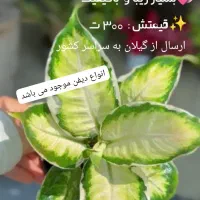 آهای آهای گل دارم گلای خوشرنگ و خوشگل و خاص دارم|گل و گیاه طبیعی|تهران, سعادت‌آباد|دیوار