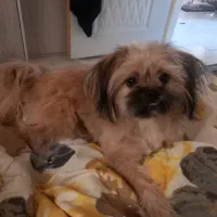 سگ گمشده