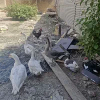 فروش غاز و قوغاز