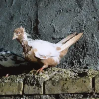 جوجه نر دم زرد درشت