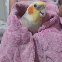 فروش یک جفت عروس هلندی مولد و ۲تا جوجه نر ۸ ماهه