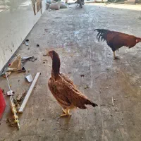 مرغ وخروس لاری