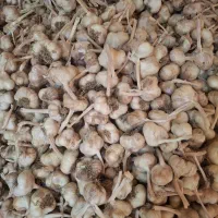 سیر سفید همدان