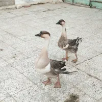 یک جفت قو غاز اصل ویک جوجه خروس چابهاری|حیوانات مزرعه|زابل, |دیوار