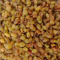 سبزه دودی و تیزابی